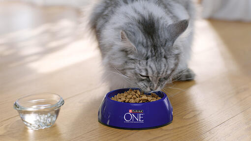 Un chat Maine Coon gris et blanc mange des croquettes dans une gamelle bleu Purina® ONE® accompagné d'un bol d'eau.
