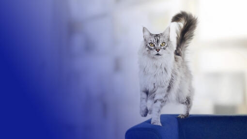 L'image montre un chat Maine Coon gris et blanc debout sur un canapé bleu, dans un intérieur lumineux et flou.