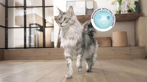 L'image présente un chat Maine Coon marchant sur un sol en bois, à côté d'un logo "Microbiome intestinal équilibré"