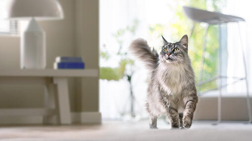 L'image montre un chat Maine Coon gris marchant avec assurance sur un tapis, dans un intérieur lumineux et moderne.