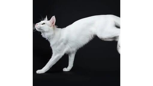 Angora