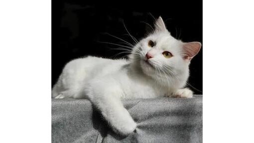 Angora