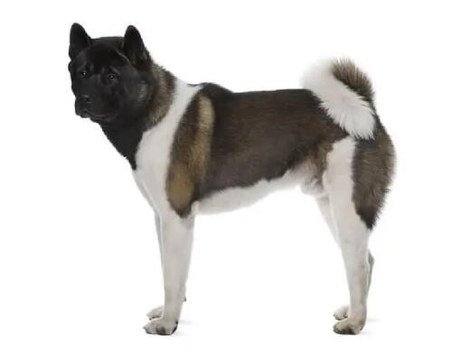 Akita américain