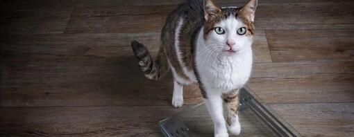 Chat maigre