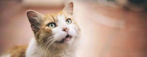Mon chat vomit ses croquettes