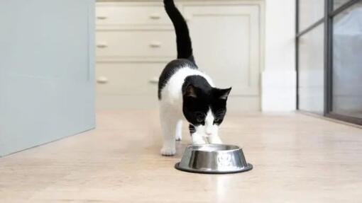 Solutions et conseils pratiques quand mon chat vomit ses croquettes