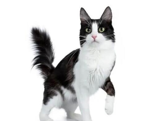 Chat Angora