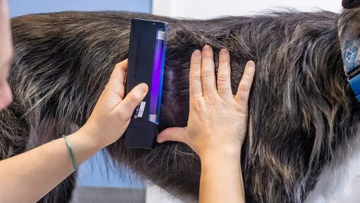 Diagnosing ringworm in dogs