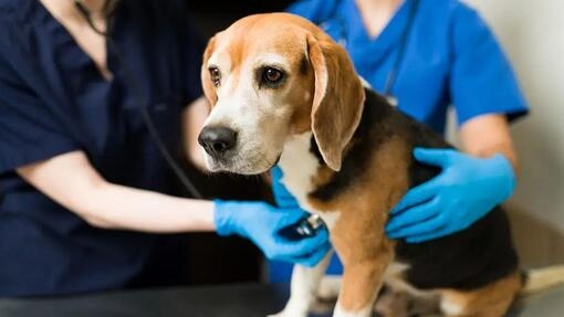 Quels sont les signes associés à surveiller lorsqu’on constate du sang dans les urines d’un chien ?