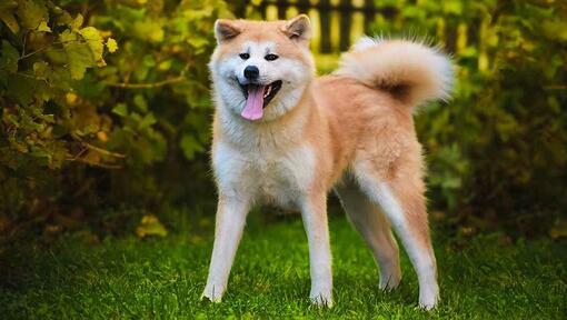 Akita Inu