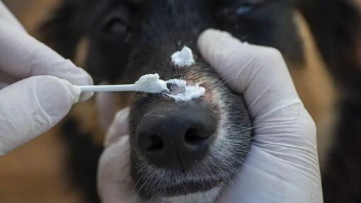 Ringworm treatment for dogs