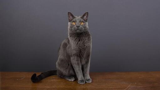 Chartreux