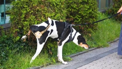 Comment prévenir les problèmes urinaires chez le chien ?