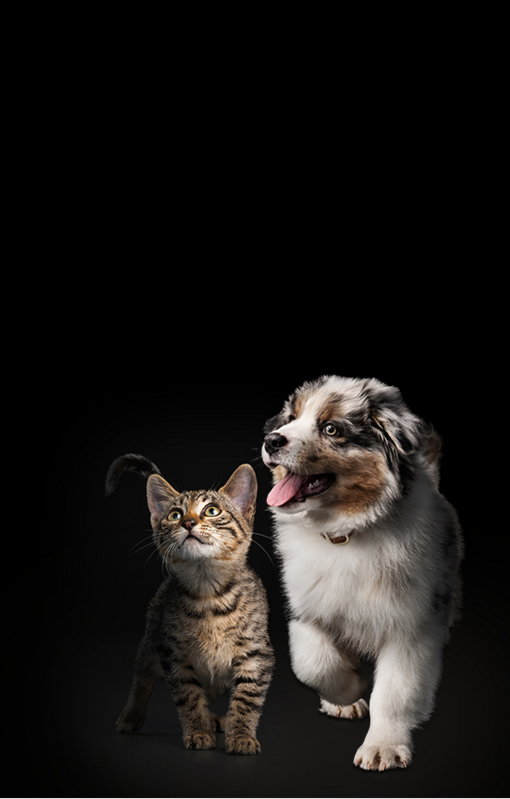 POUR VOTRE CHIOT OU VOTRE CHATON D’EXCEPTION
