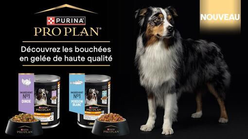 Pro Plan