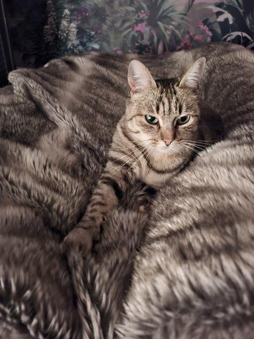 Découvrez Athina, notre chat PRO PLAN® du Mois !