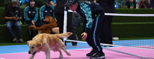 Purina PRO PLAN® organise un échauffement qui a du chien pour les   ramasseurs de balles lors des Nitto ATP Finals à Turin.