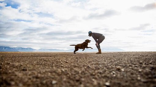 Comment montrer à son chien qu'on l'aime : le guide