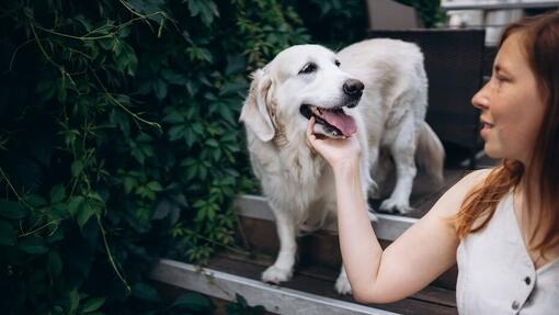 Comment montrer à son chien qu'on l'aime : le guide