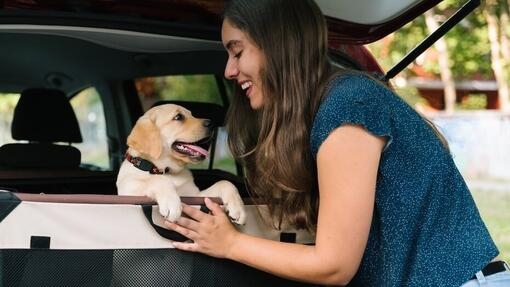 Le transport d’un chien en voiture : sécurité et réglementation
