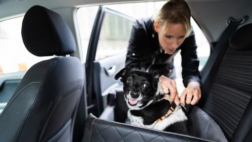 Le transport d’un chien en voiture : sécurité et réglementation