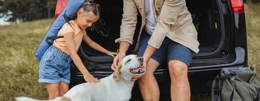Le transport d’un chien en voiture : sécurité et réglementation