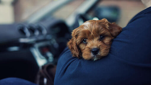 Chien malade en voiture : causes et traitements