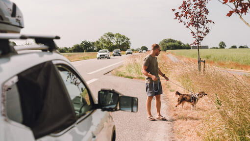 Chien malade en voiture : causes et traitements