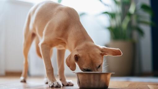 La digestion du chien : 6 conseils pour renforcer la flore intestinale