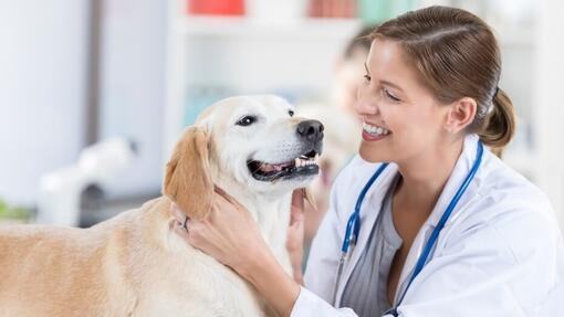 La digestion du chien : 6 conseils pour renforcer la flore intestinale