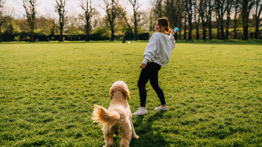 Les prébiotiques pour le chien : tout savoir pour sa santé