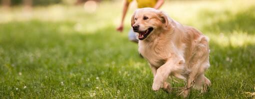 La digestion du chien : 6 conseils pour renforcer la flore intestinale
