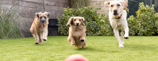 Chien à la mode : les 20 races préférées