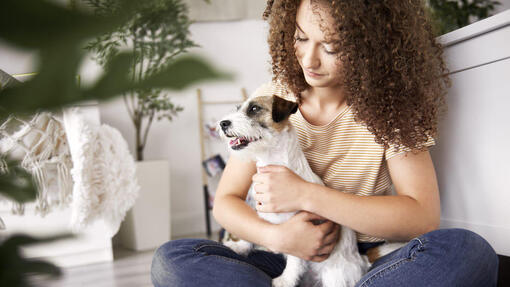 jack russell terrier