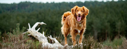 Bien vieillir ensemble : accompagner son chien senior