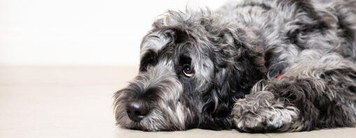 chien