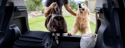 Chien malade en voiture : causes et traitements