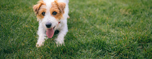 Les prébiotiques pour le chien : tout savoir pour sa santé