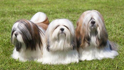 lhassa apso