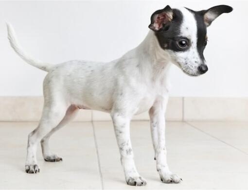 Rat terrier