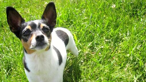Rat terrier