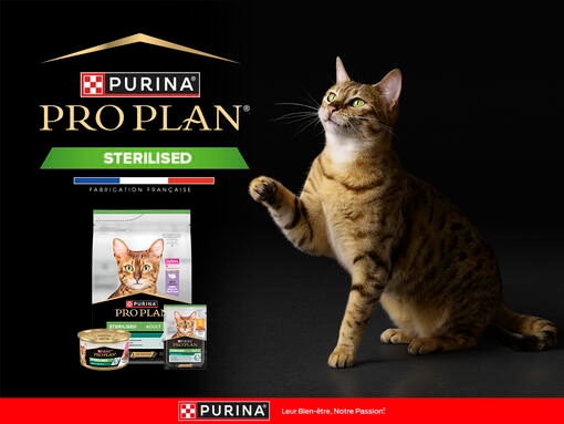 MON CHAT STÉRILISÉ