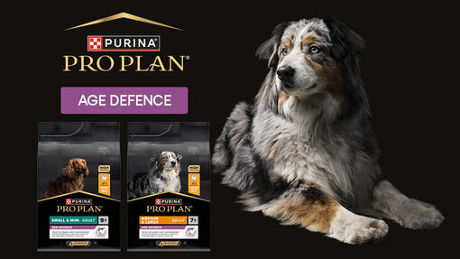 Gardez-le vif et alerte !