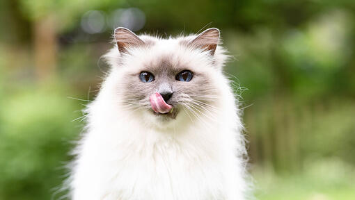 Comment puis-je empêcher mon chat de me lécher