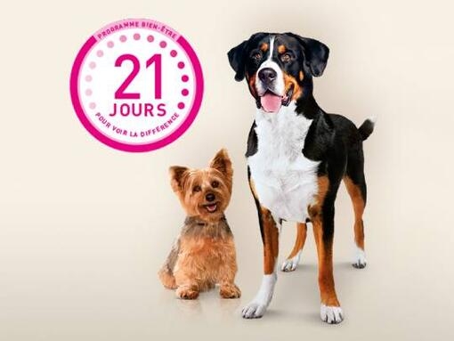 Purina ONE 21 jours