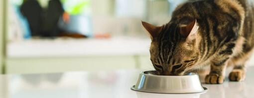 Que doivent manger les chats : les bases de l’alimentation féline et de la nutrition du chat