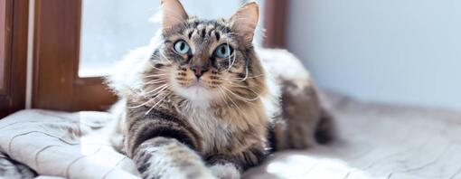 Diarrhée du chat : Causes et traitements