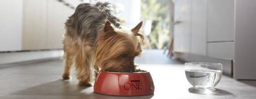 Nourriture humide ou sèche pour chien ?