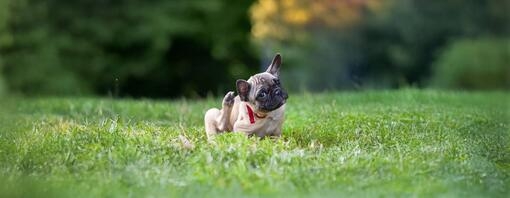 Comment nettoyer les oreilles d’un chien en 7 étapes simples