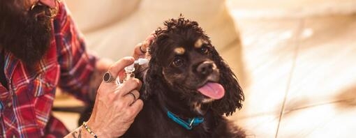 Infections des oreilles chez le chien et autres problèmes auriculaires : symptômes, causes et traitements